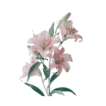 Alstromeria (bunch)
