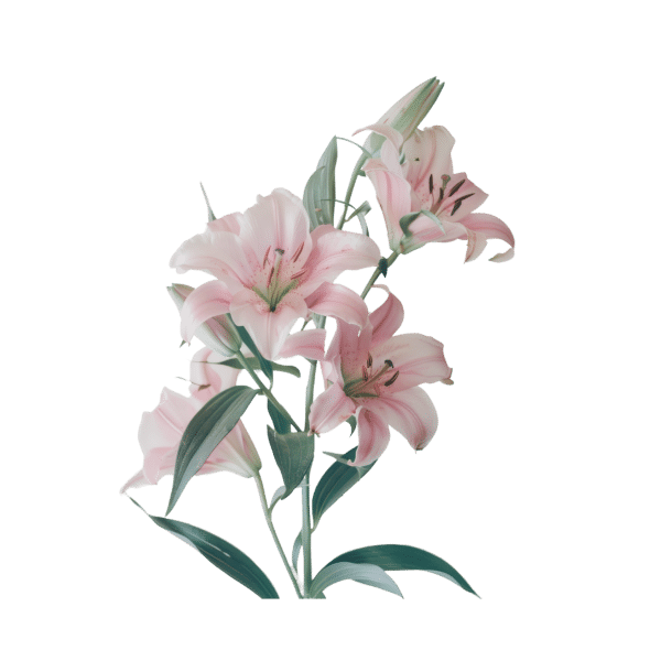 Alstromeria (bunch)