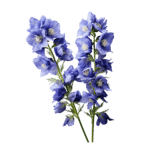 Delfhinia (bunch)