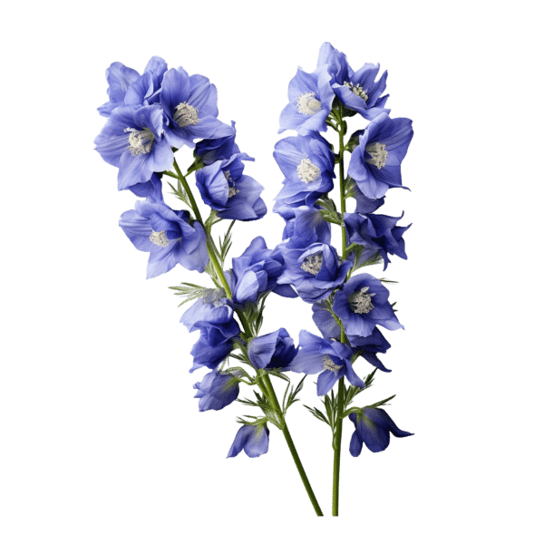 Delfhinia (bunch)