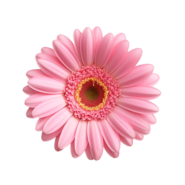 Gerbera (bunch)