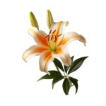 Lilies (bunch)