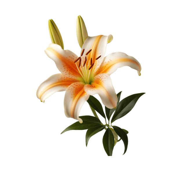 Lilies (bunch)
