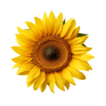 Sunflower (bunch)