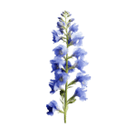 Veronica (bunch)