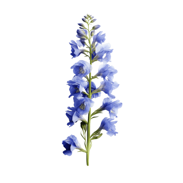 Veronica (bunch)