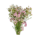 Waxflower (bunch)
