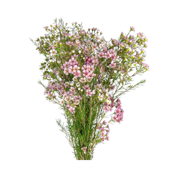 Waxflower (bunch)
