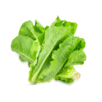 Lettuce (head)