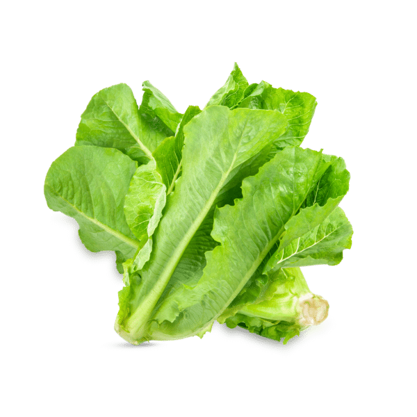Lettuce (head)