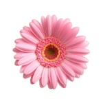 Feverfew Daisy (bunch)