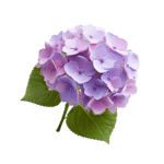Hydrangea (bunch)