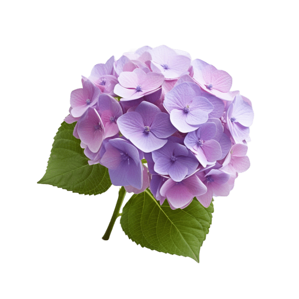 Hydrangea (bunch)