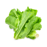 Romaine Lettuce (head)