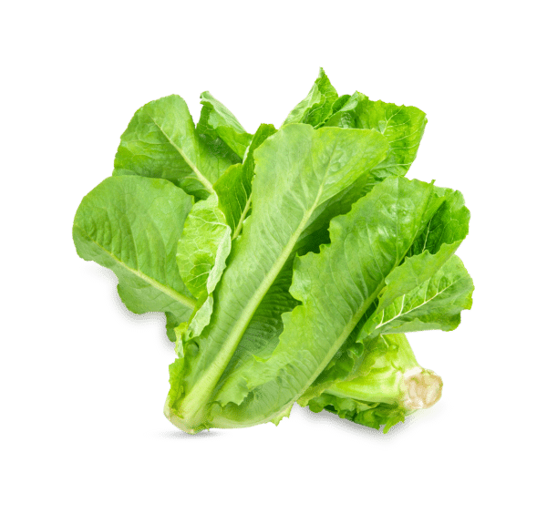 Romaine Lettuce (head)