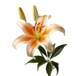 Lillies (bunch)