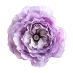 Lisianthus (bunch)