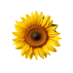 Sunflower (bunch)
