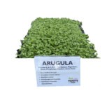 Arugula Sprouts (oz)