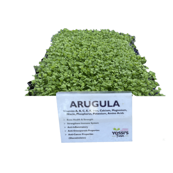 Arugula Sprouts (oz)