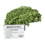 Broccoli Sprouts (oz)