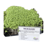 Wasabi Sprouts (oz)