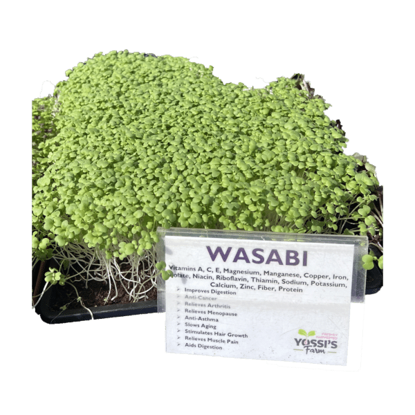Wasabi Sprouts (oz)