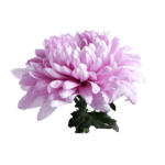 Dahlia (bunch)