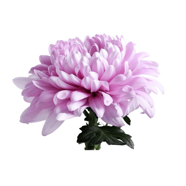 Dahlia (bunch)