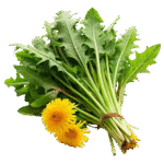 Dandelion Greens (green - lb)