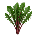 Dandelion Greens (red - lb)